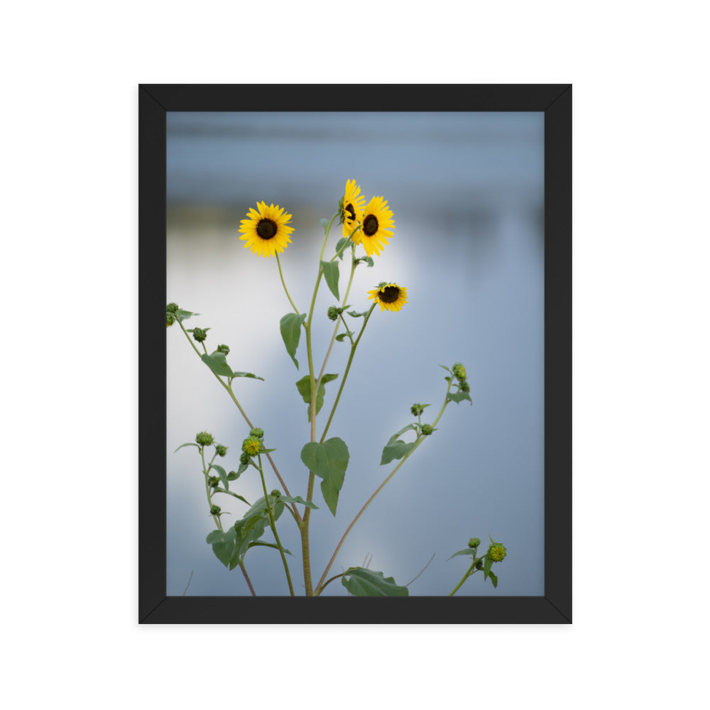 Sunflowers in Front of Lake Photography Framed poster