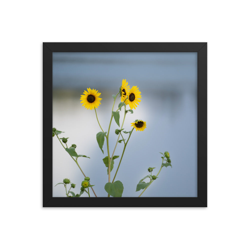 Sunflowers in Front of Lake Photography Framed poster