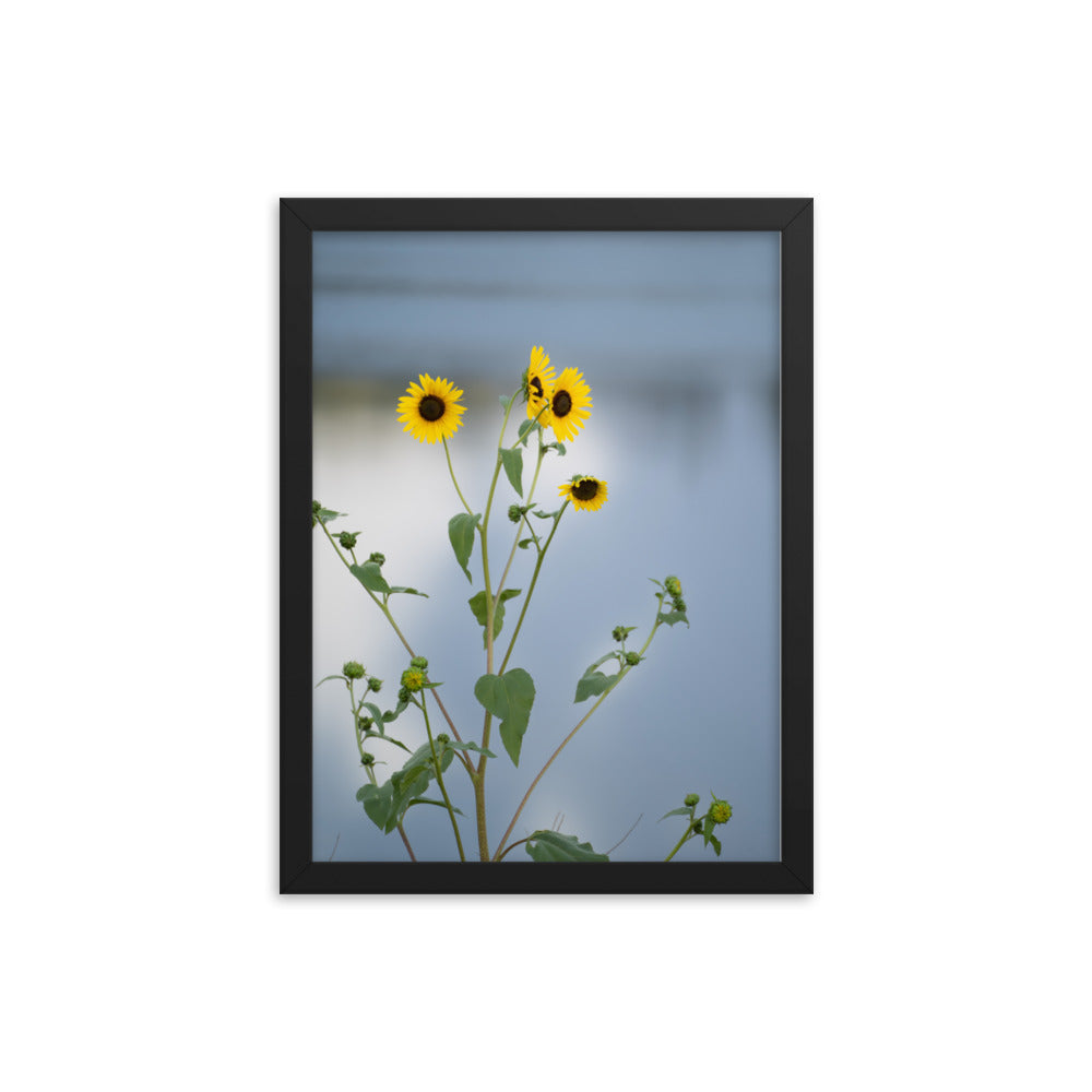 Sunflowers in Front of Lake Photography Framed poster