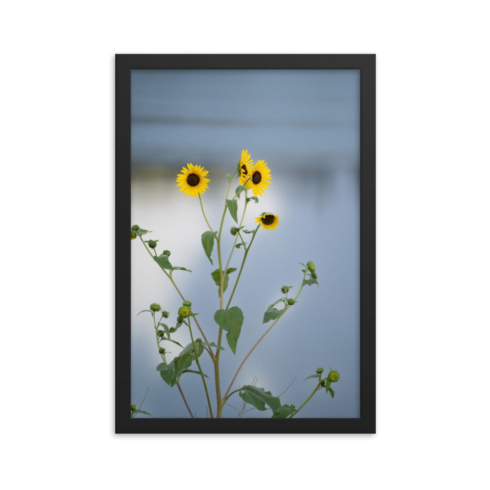 Sunflowers in Front of Lake Photography Framed poster