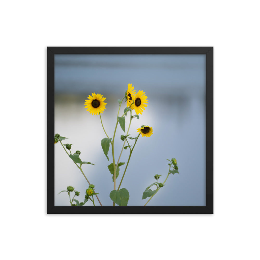 Sunflowers in Front of Lake Photography Framed poster