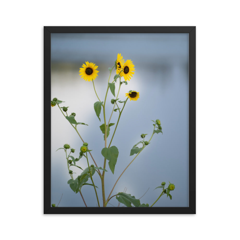 Sunflowers in Front of Lake Photography Framed poster