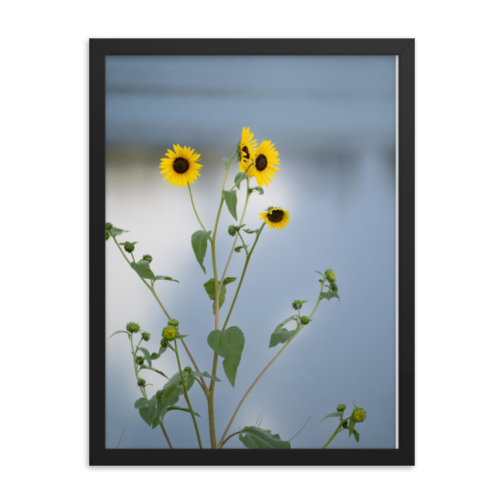 Sunflowers in Front of Lake Photography Framed poster