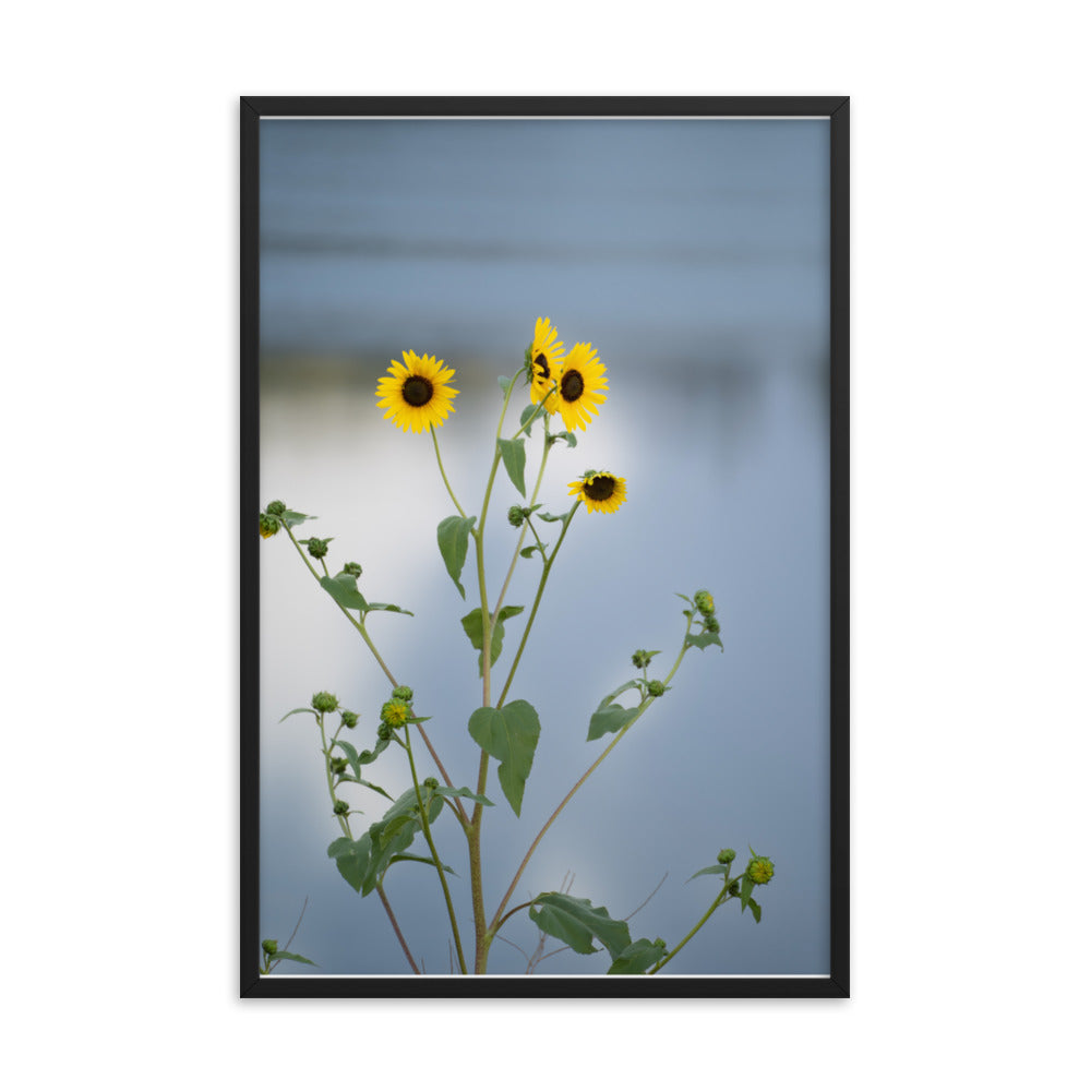 Sunflowers in Front of Lake Photography Framed poster