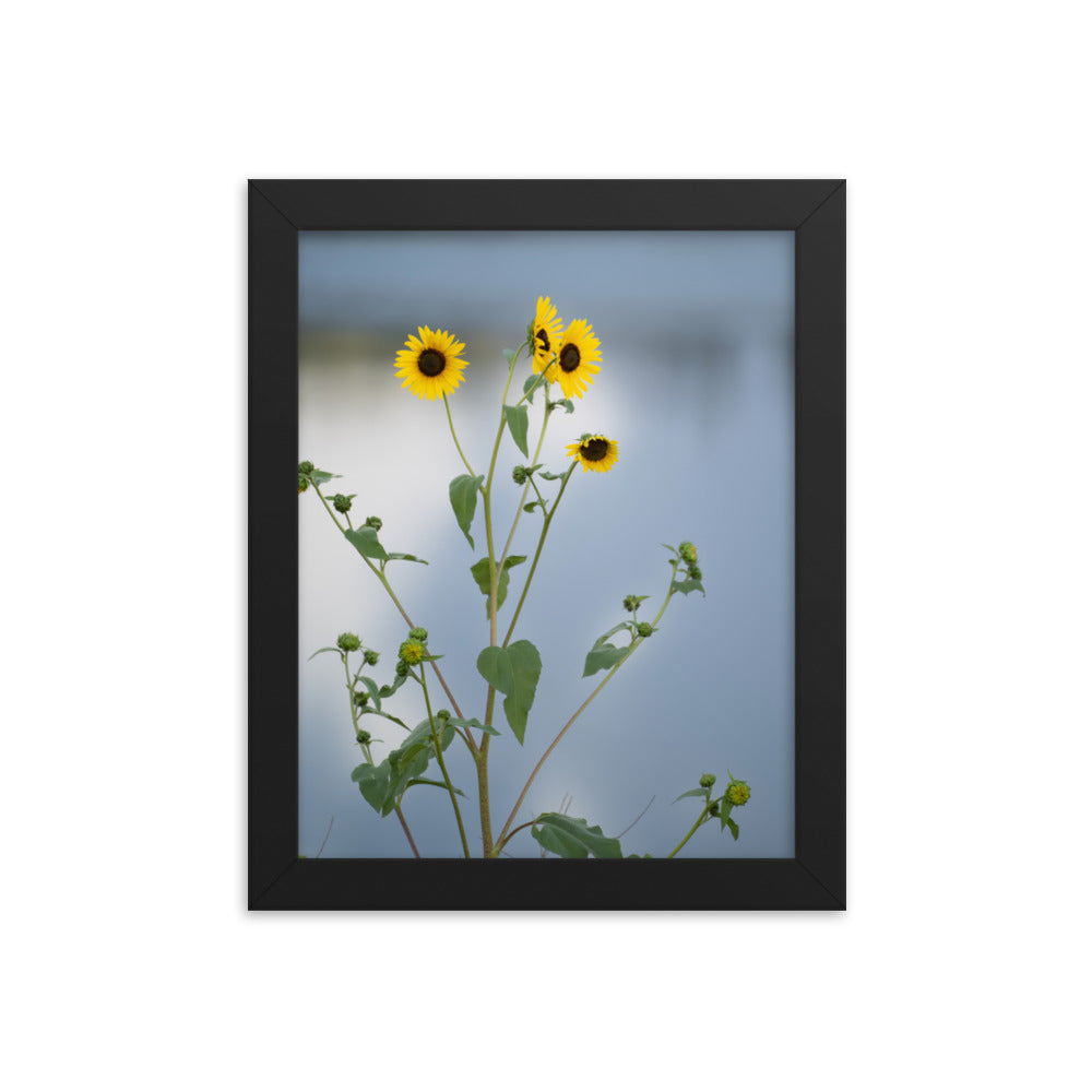 Sunflowers in Front of Lake Photography Framed poster