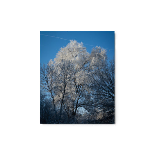 Snowy Forest Photography Metal prints